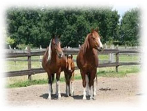 Bo Fohlen gesoftete Kanten3