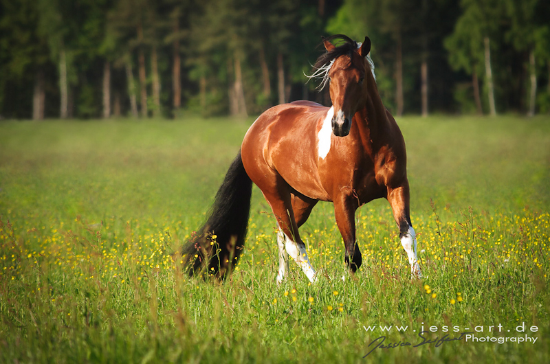 Bo Hintergrunbild Abstamung