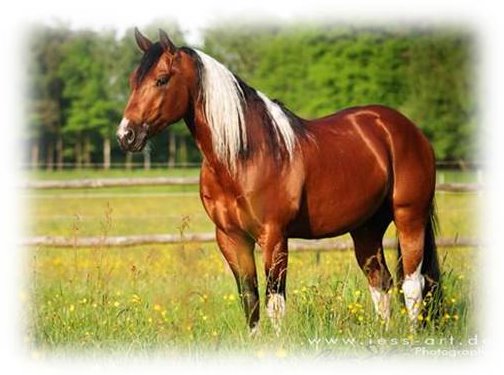 Bo Standbild Wiese gesoftete Kanten Web