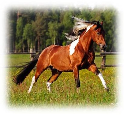 Bo laufen Wiese gesoftete Kanten Web