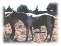 Elliot Jhrling weiche Kanten Web