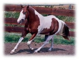 Elliot Roundpen weiche Kanten Web